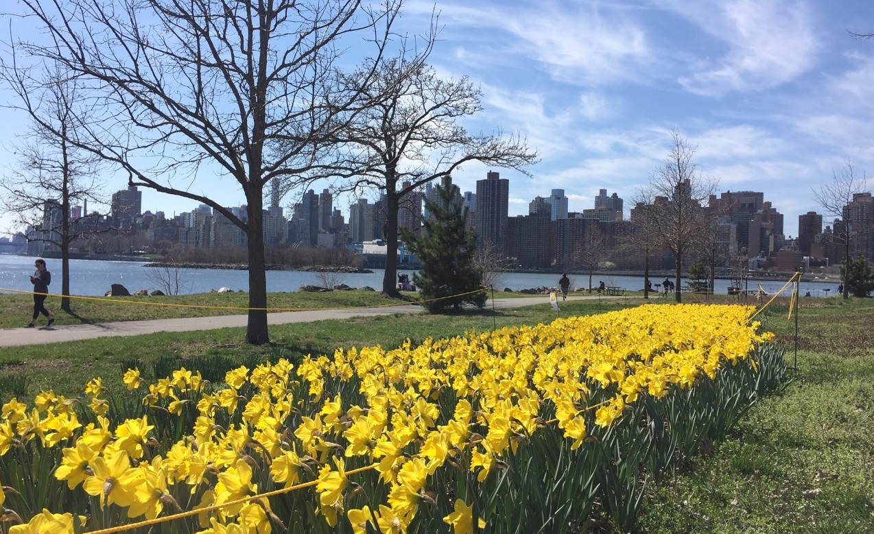 yellow flowers