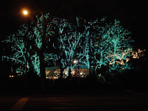 Trees with Christmas lights at Tavern on the Green.